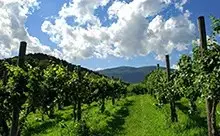 Virginia Vineyards and Wineries