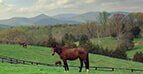 Virginia Horse Farms