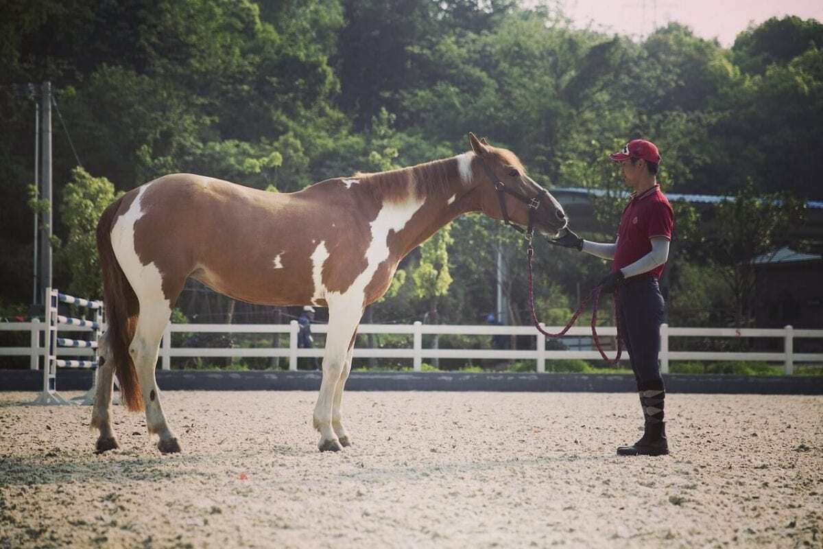 The Cradle of American Equestrian Tradition