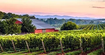 North Carolina Vineyards