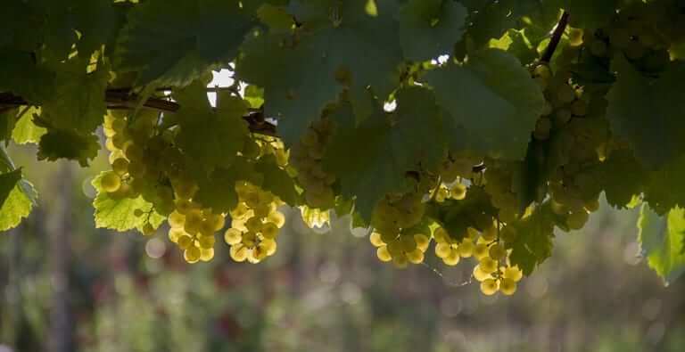 Pioneering Vineyard & Winery in M...