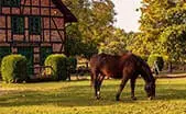 Northern Virginia Horse Farms for Sale