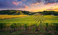 Worldwide Wineries and Vineyards