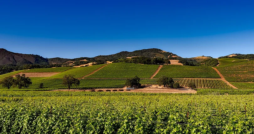 California Vineyards