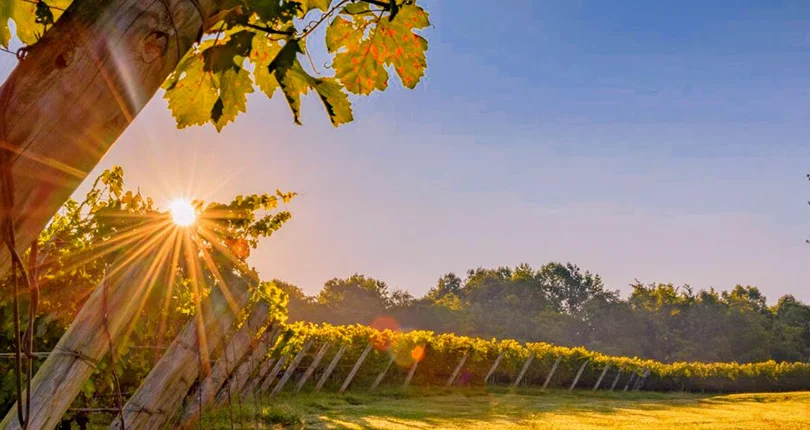North Carolina Vineyards