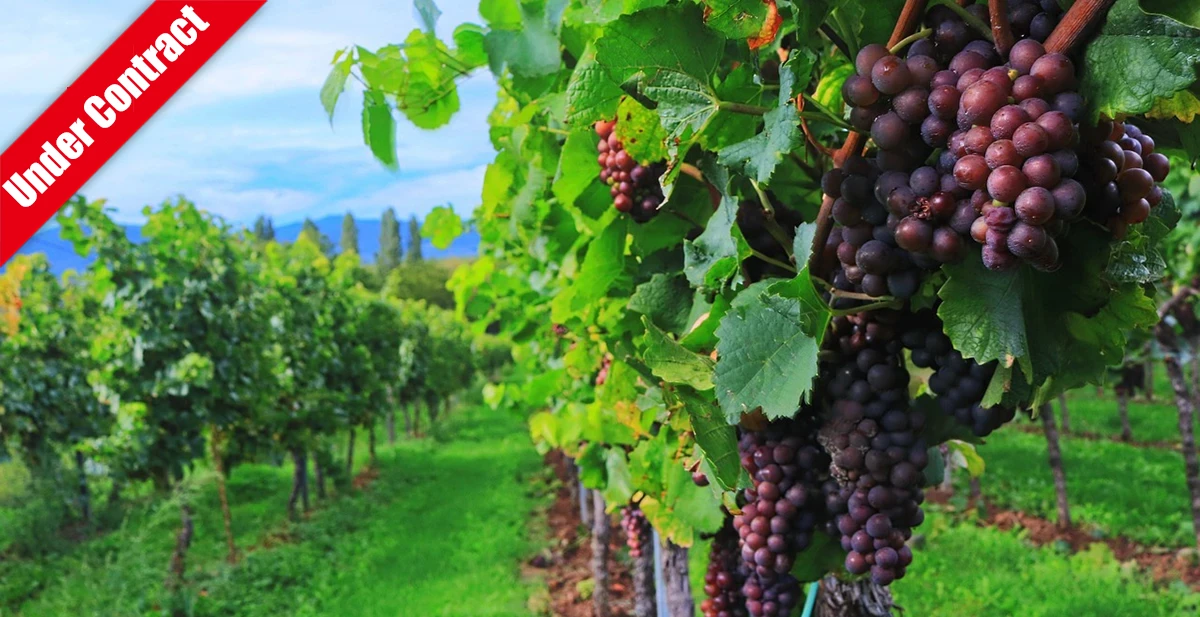 Historic Winery, Vineyards, & Cus...