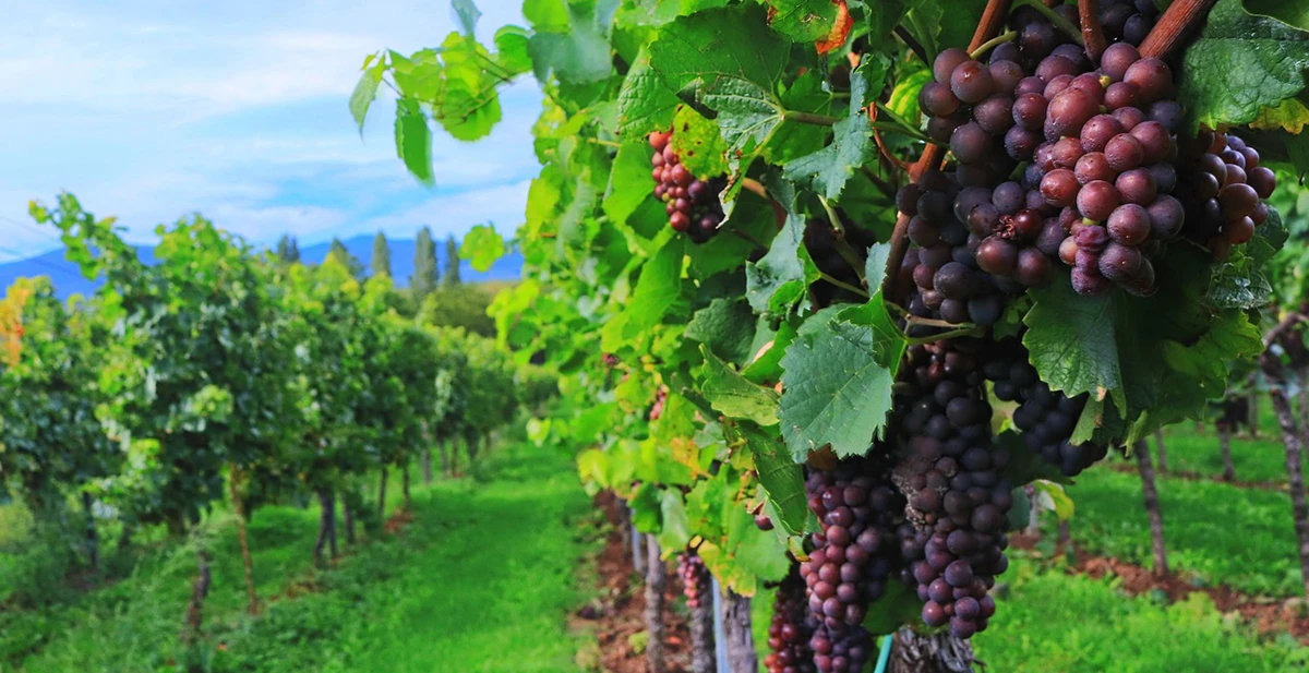 Historic Winery, Vineyards, & Cus...