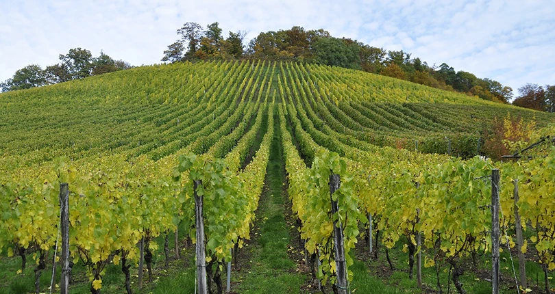 Fairfax County Wineries & Vineyards