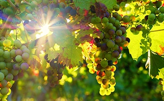 Shenandoah Valley Wineries & Vineyards Homes