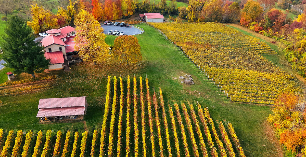 Successful Northern Virginia Wine...