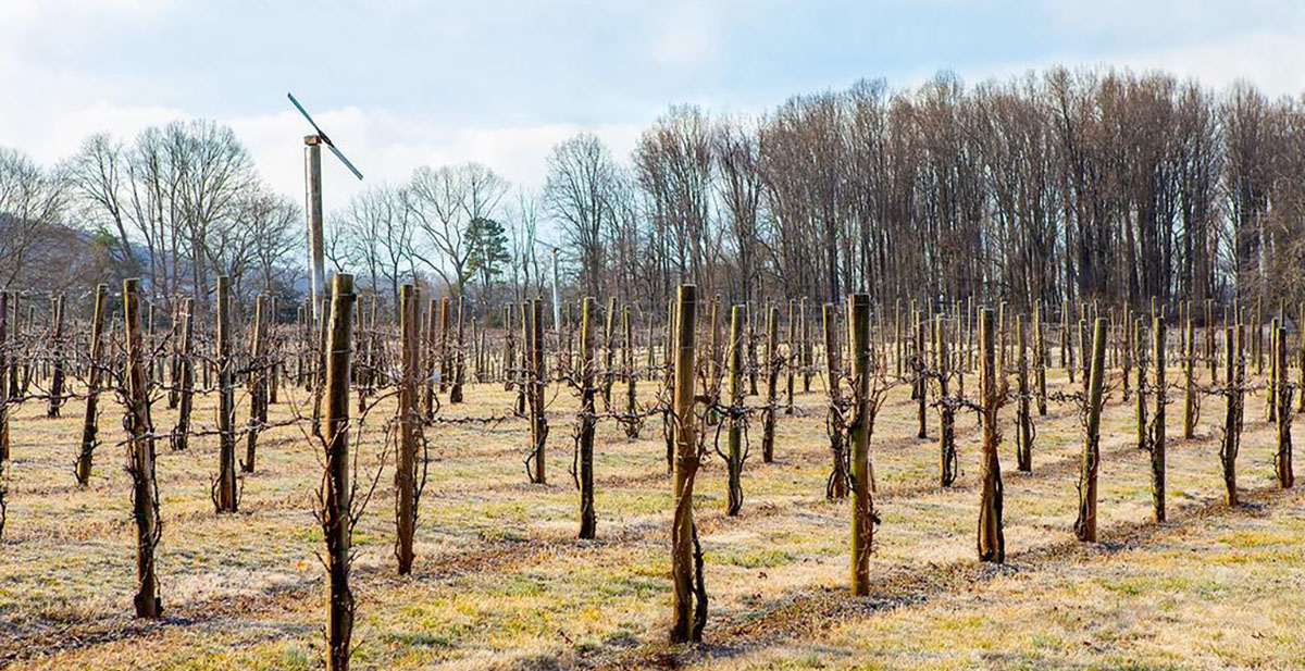Albemarle County Vineyard