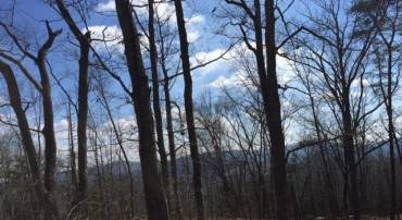 00 MILL POND RD RD, FABER, Virginia 22938, ,Farm,For sale,00 MILL POND RD RD,619657 MLS # 619657