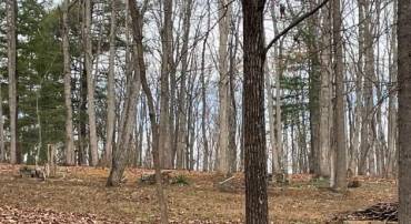 322 DEER TRL, GREENVILLE, Virginia 24440, ,Land,322 DEER TRL,648027 MLS # 648027