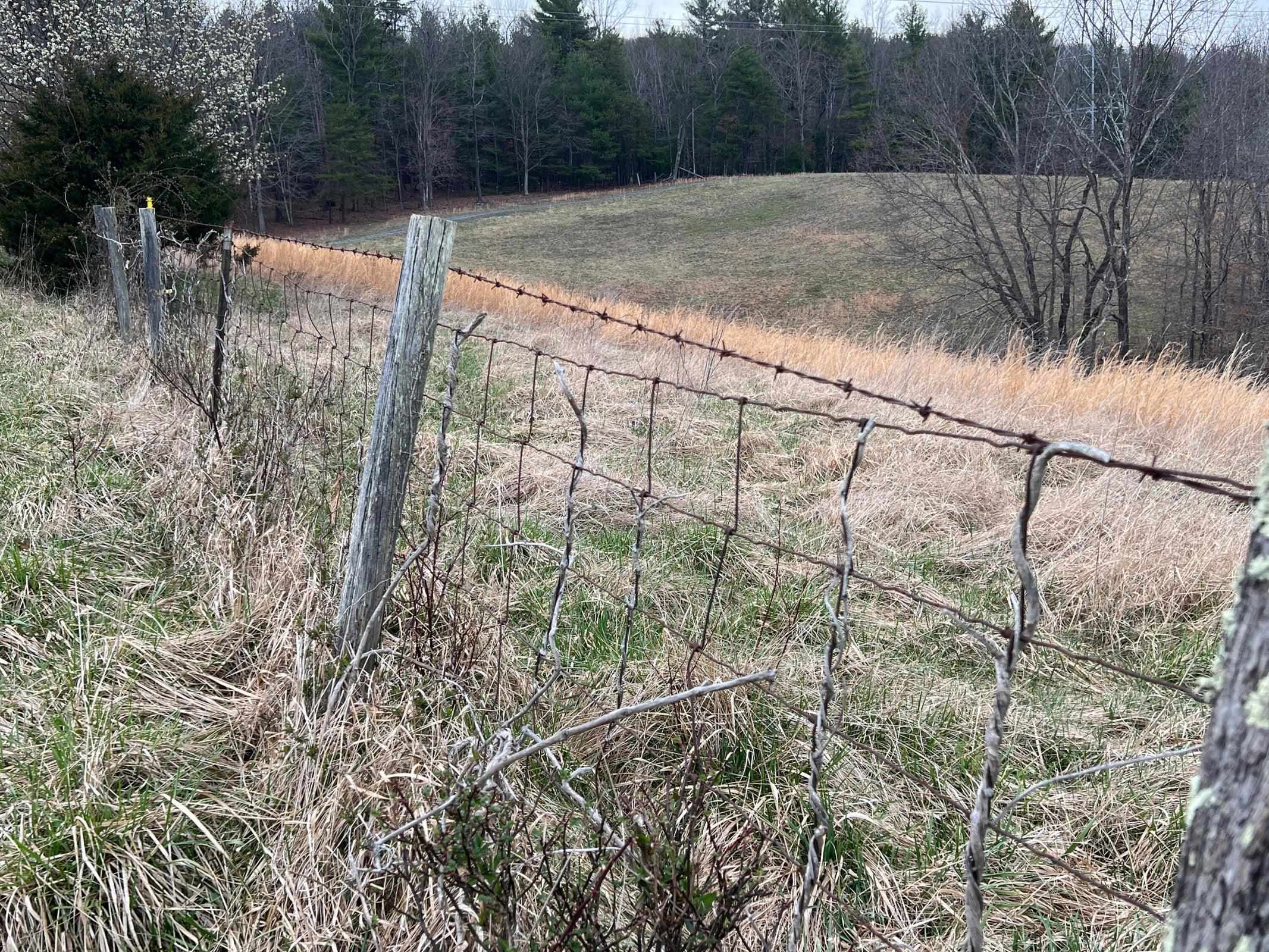 Artsy shot of the fence. Fence borders about 2/3rd's of the property.