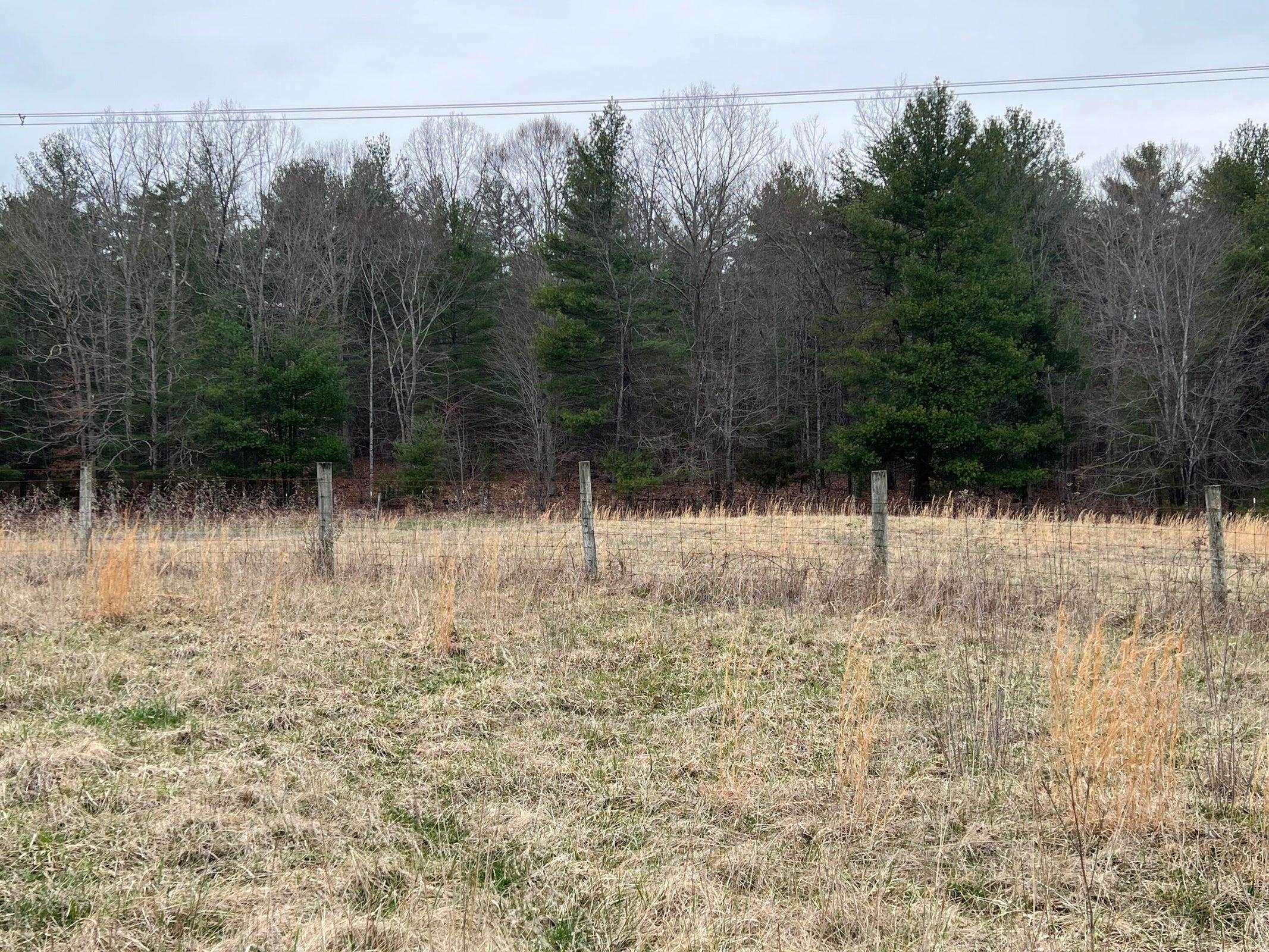 Forest to the West of the property.