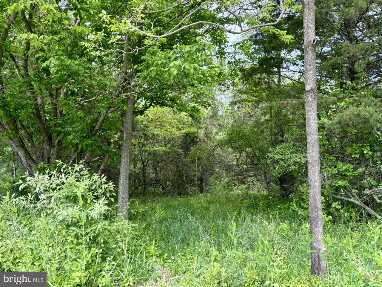 TBD HARPER VALLEY RD, LURAY, Virginia 22835, ,Land,For sale,TBD HARPER VALLEY RD,VAPA2003220 MLS # VAPA2003220