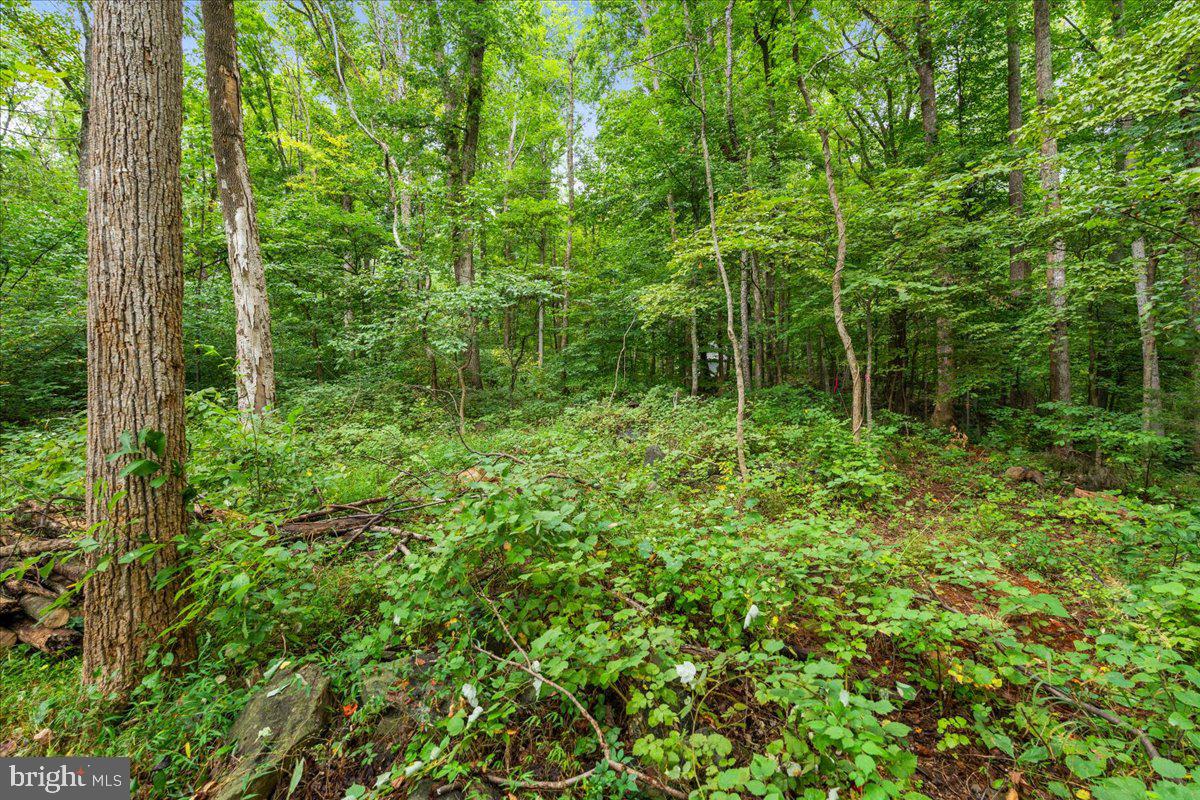 233 STONE CHIMNEYS RD RD, NELLYSFORD, Virginia 22958, ,Land,For sale,233 STONE CHIMNEYS RD RD,VANL2000282 MLS # VANL2000282