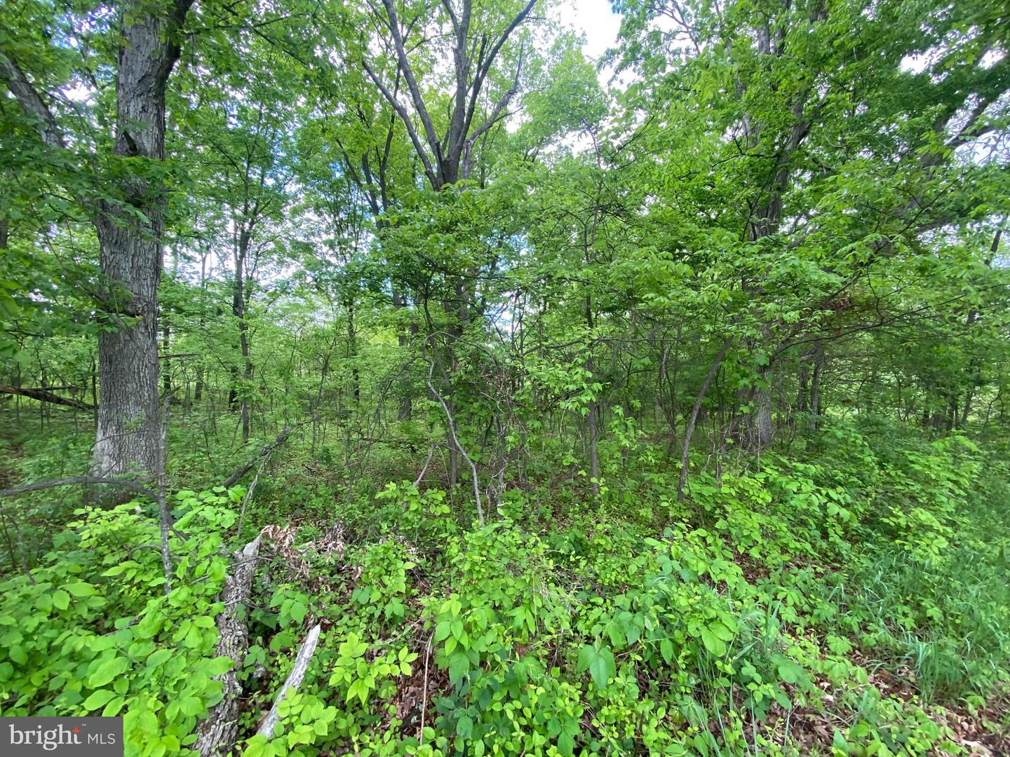 LOT 1 TAVISTOCK DR, WINCHESTER, Virginia 22602, ,Land,For sale,LOT 1 TAVISTOCK DR,VAFV2019074 MLS # VAFV2019074