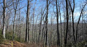 TBD SUMMIT CIR, MONTEREY, Virginia 24465, ,Land,land on Summit Dr. High Valley,TBD SUMMIT CIR,653084 MLS # 653084