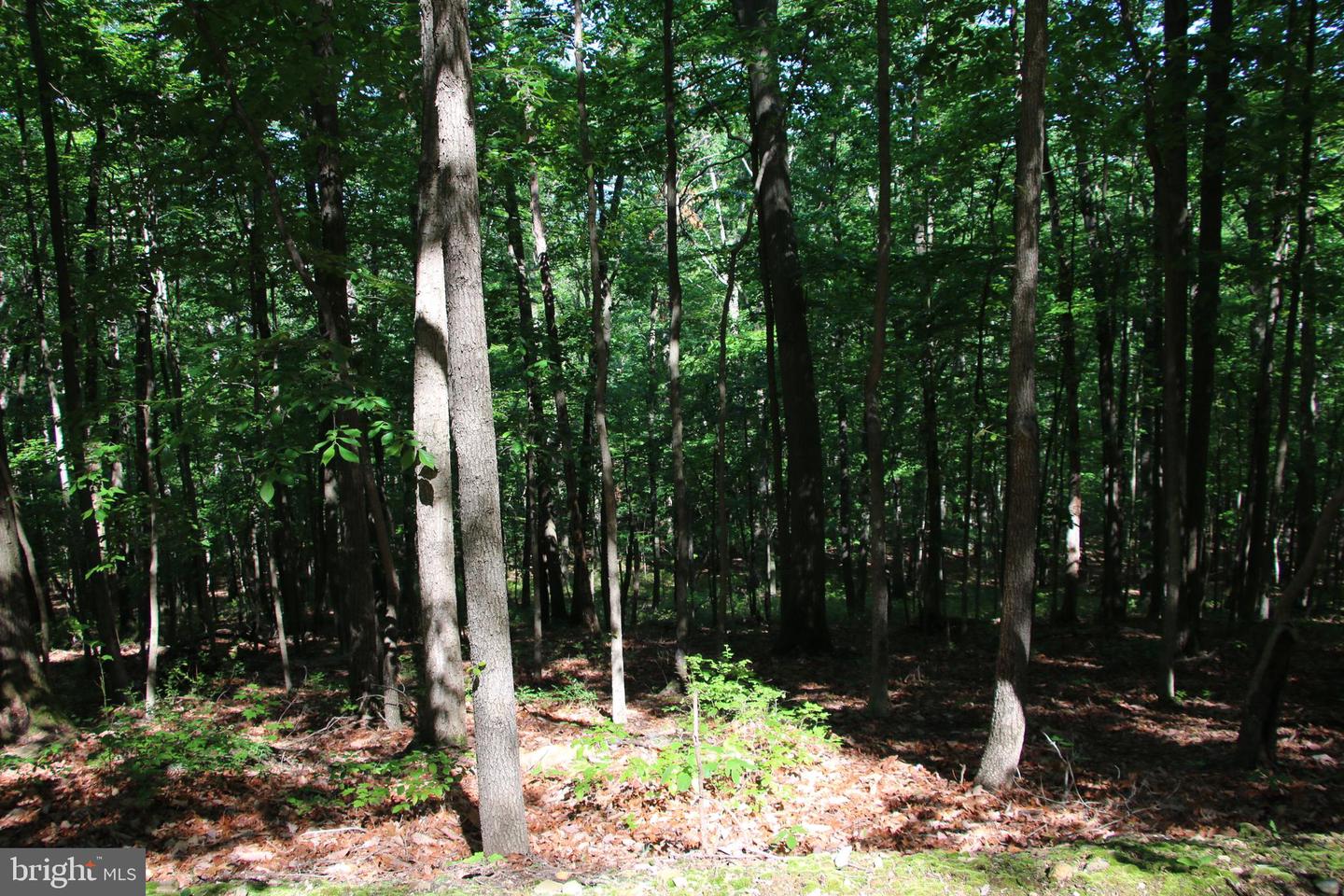 CHAPMAN LN, BOYCE, Virginia 22620, ,Land,For sale,CHAPMAN LN,VACL2002738 MLS # VACL2002738