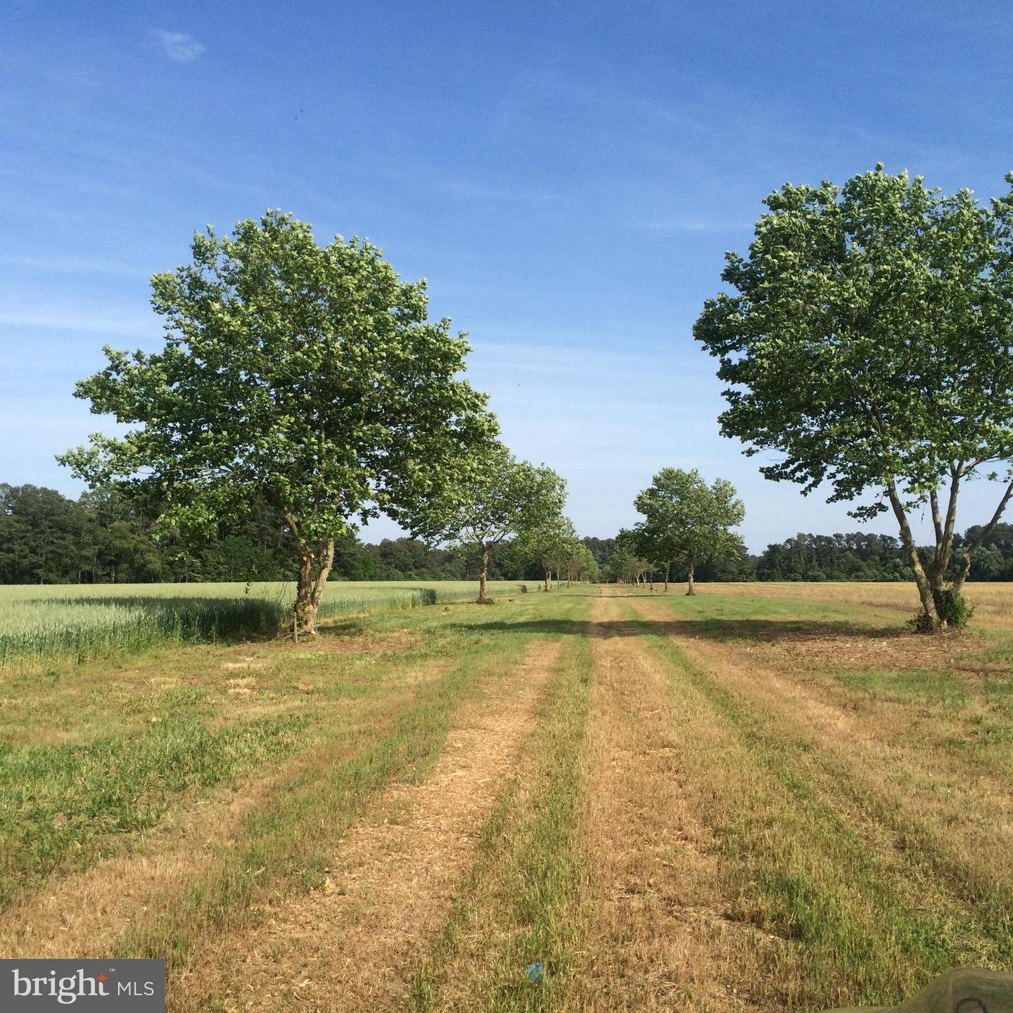 LOT 16 METOMPKIN RD, PARKSLEY, Virginia 23421, ,Farm,For sale,LOT 16 METOMPKIN RD,VAAC2001080 MLS # VAAC2001080