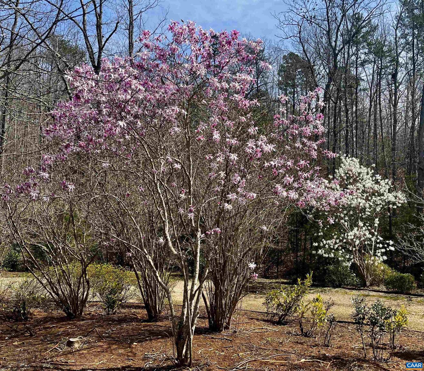 2405 COOPERS LN, CHARLOTTESVILLE, Virginia 22902, 5 Bedrooms Bedrooms, ,6 BathroomsBathrooms,Farm,For sale,2405 COOPERS LN,653189 MLS # 653189