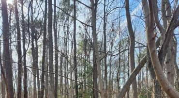 LOT 104 AMERICAN DR, MONTROSS, Virginia 22520, ,Land,For sale,LOT 104 AMERICAN DR,VAWE2006792 MLS # VAWE2006792