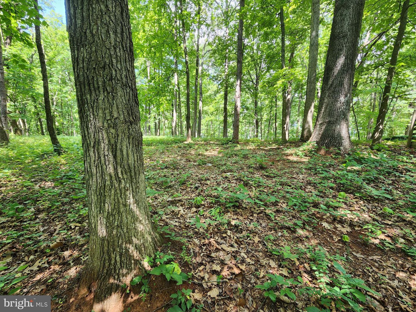 MOORMONT RD, RAPIDAN, Virginia 22733, ,Land,For sale,MOORMONT RD,VAOR2007242 MLS # VAOR2007242