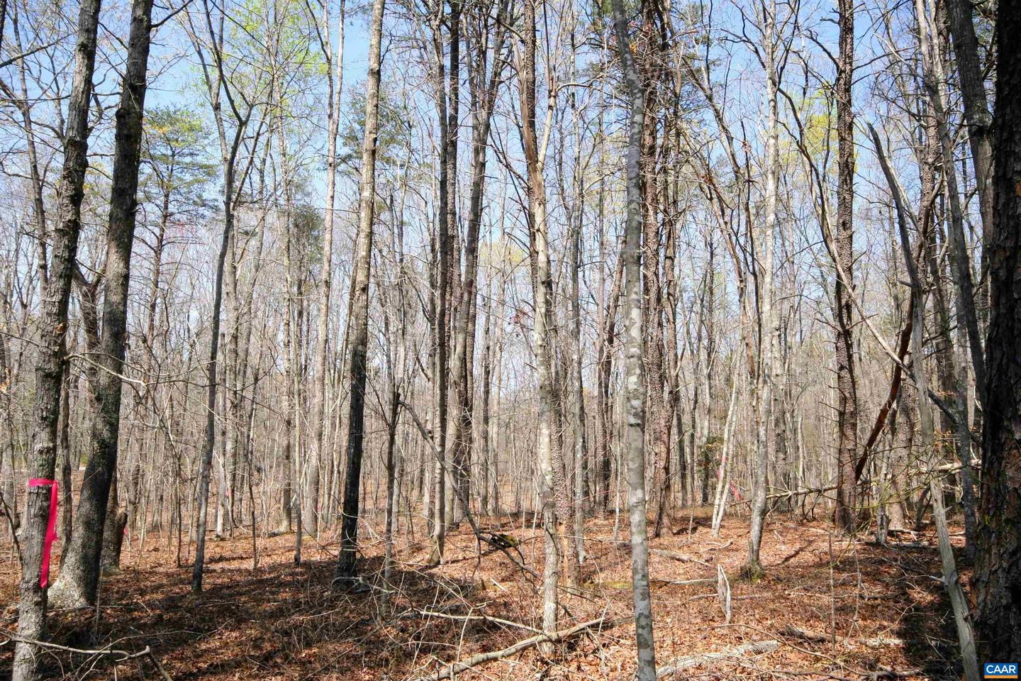 TBD POND RD, BUCKINGHAM, Virginia 23921, ,Land,For sale,TBD POND RD,651650 MLS # 651650