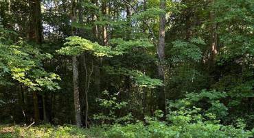 LOT 6 TURKEY RUN CT, MONTROSS, Virginia 22520, ,Land,For sale,-LOT 6 TURKEY RUN CT,VAWE2006962 MLS # VAWE2006962