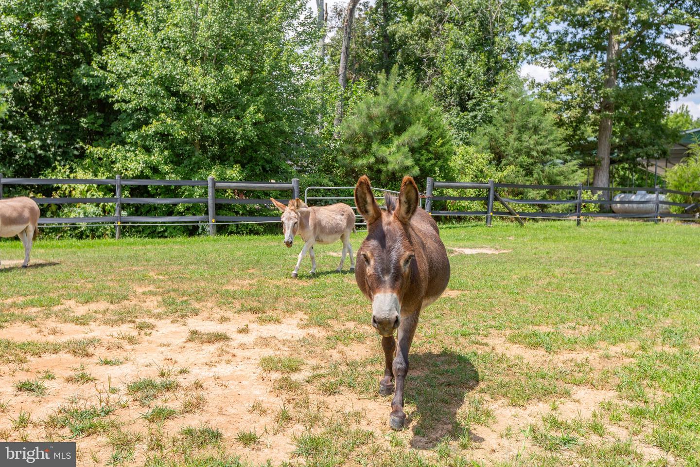 17024 WHITE PINE RD, BEAVERDAM, Virginia 23015, 4 Bedrooms Bedrooms, ,2 BathroomsBathrooms,Farm,For sale,17024 WHITE PINE RD,VAHA2000748 MLS # VAHA2000748