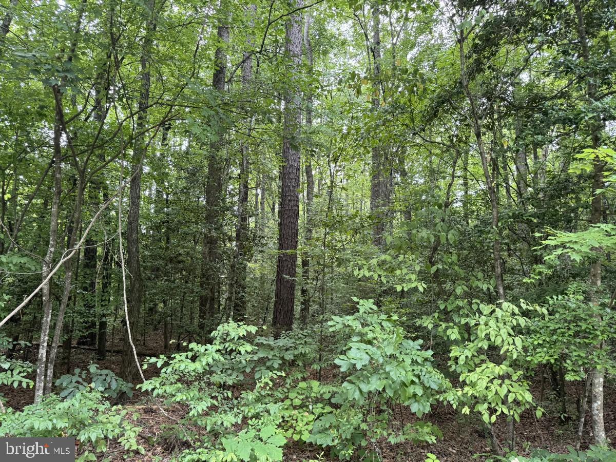 CLEATON RD, BRACEY, Virginia 23919, ,Land,For sale,CLEATON RD,VAMB2000036 MLS # VAMB2000036