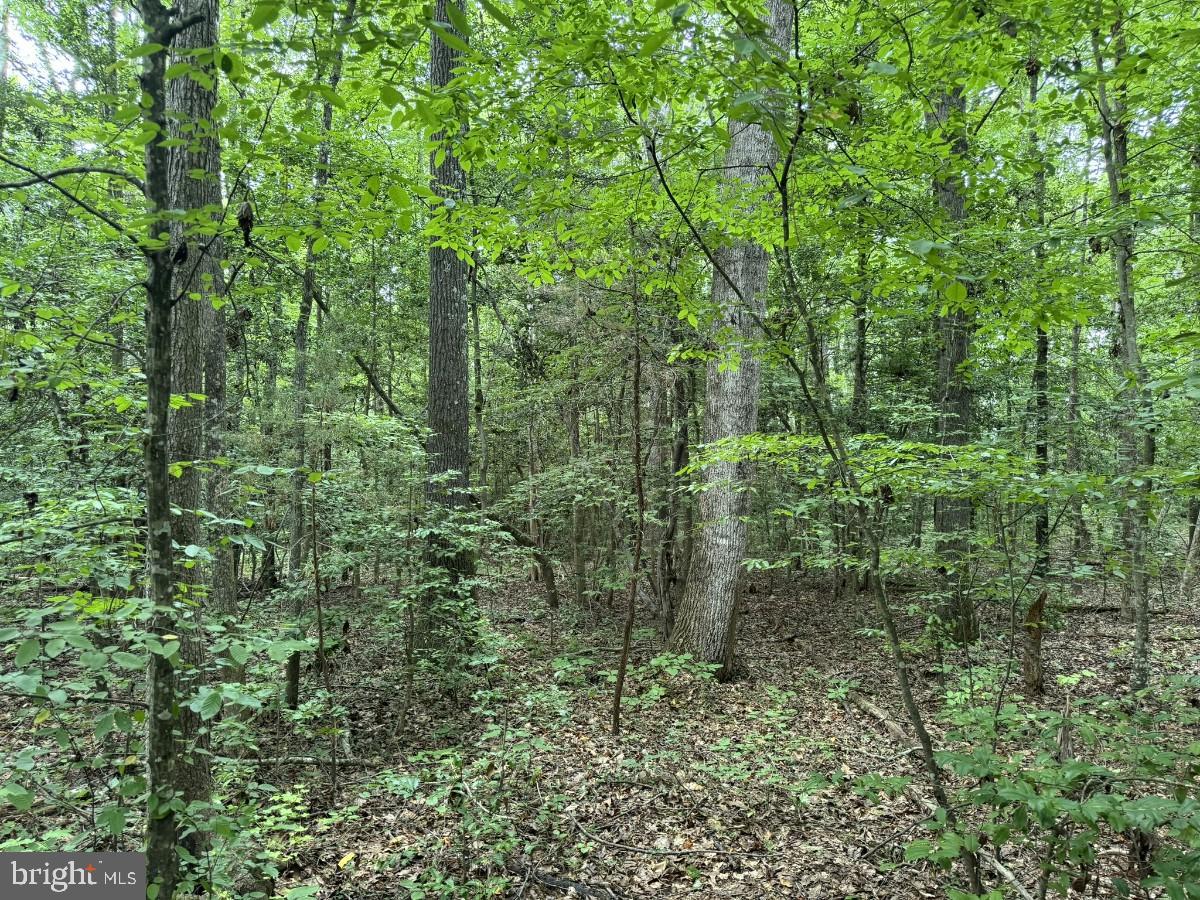 CLEATON RD, BRACEY, Virginia 23919, ,Land,For sale,CLEATON RD,VAMB2000036 MLS # VAMB2000036