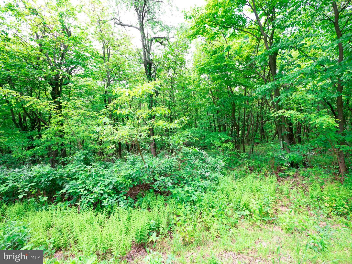 LOT 181 ROCKWOOD TRL, WINCHESTER, Virginia 22602, ,Land,For sale,LOT 181 ROCKWOOD TRL,VAFV2015996 MLS # VAFV2015996