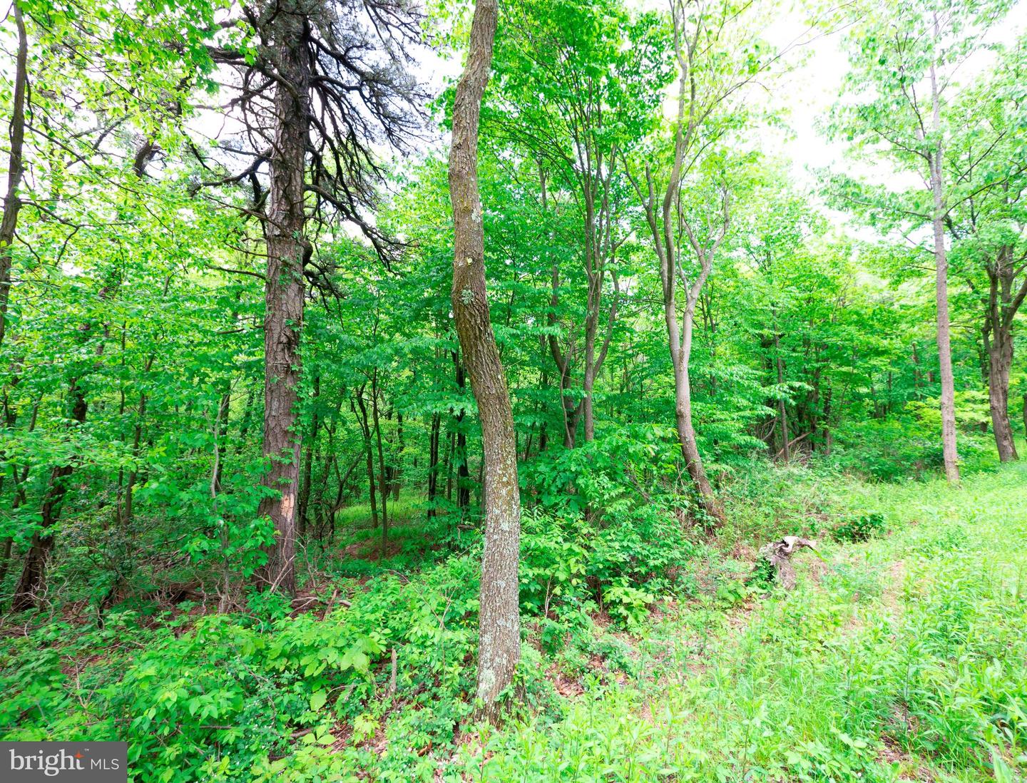 LOT 181 ROCKWOOD TRL, WINCHESTER, Virginia 22602, ,Land,For sale,LOT 181 ROCKWOOD TRL,VAFV2015996 MLS # VAFV2015996