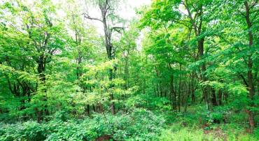 LOT 181 ROCKWOOD TRL, WINCHESTER, Virginia 22602, ,Land,For sale,LOT 181 ROCKWOOD TRL,VAFV2015996 MLS # VAFV2015996