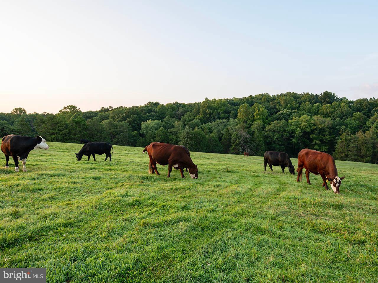 2_TBD TATUM RD, UNIONVILLE, Virginia 22567, ,Farm,For sale,2_TBD TATUM RD,VAOR2007624 MLS # VAOR2007624