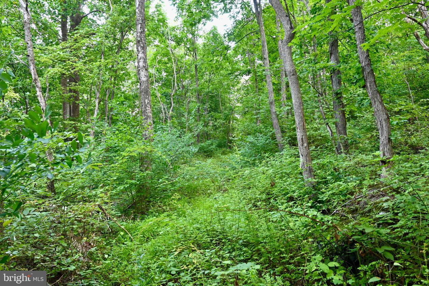 01 SNOW MOUNTAIN RD, STANARDSVILLE, Virginia 22973, ,Land,For sale,01 SNOW MOUNTAIN RD,VAGR2000558 MLS # VAGR2000558