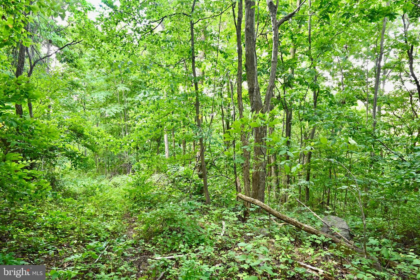 01 SNOW MOUNTAIN RD, STANARDSVILLE, Virginia 22973, ,Land,For sale,01 SNOW MOUNTAIN RD,VAGR2000558 MLS # VAGR2000558