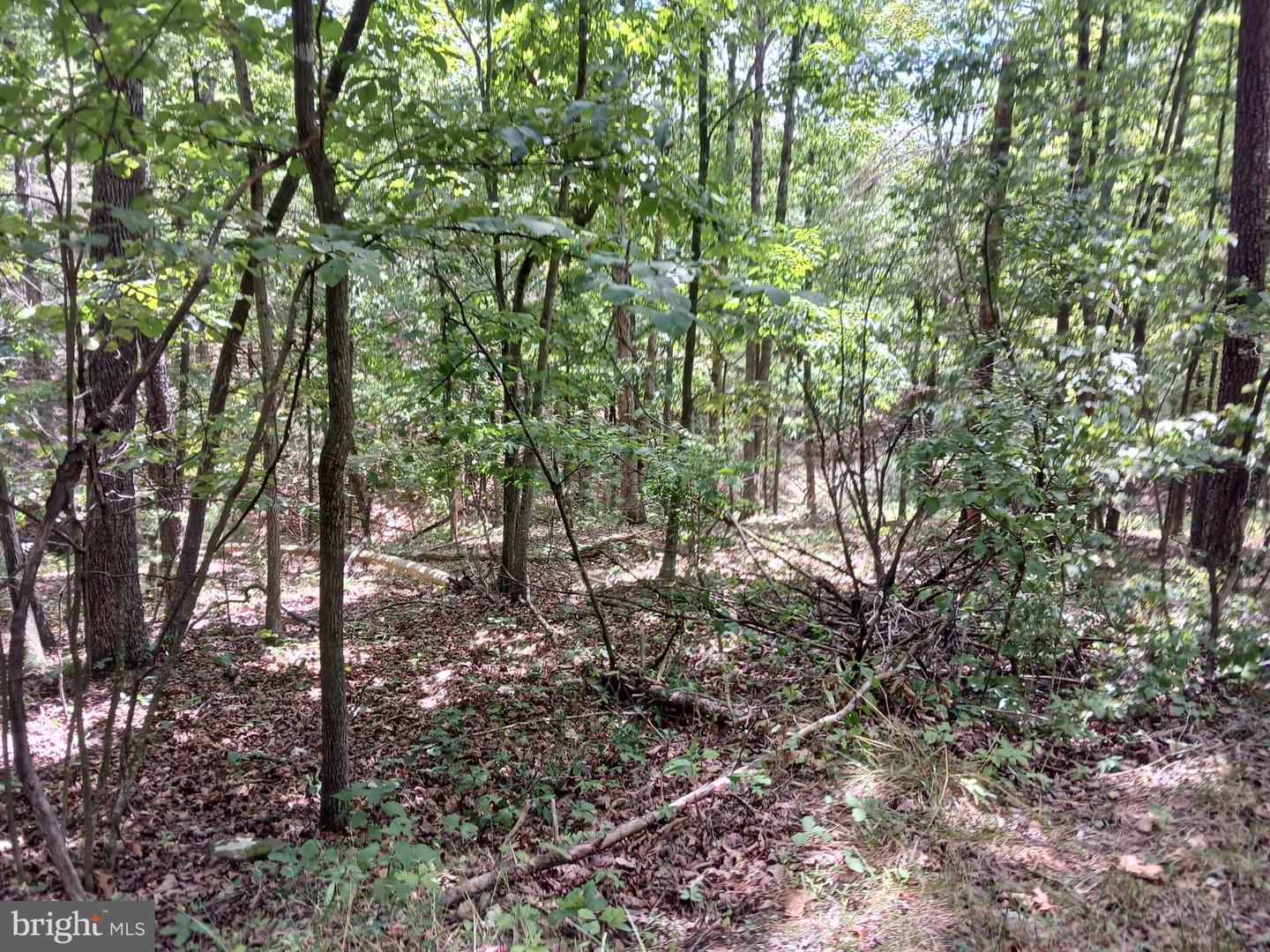 LOT 398 BASS WOOD LN, MOUNT JACKSON, Virginia 22842, ,Land,For sale,LOT 398 BASS WOOD LN,VASH2009324 MLS # VASH2009324