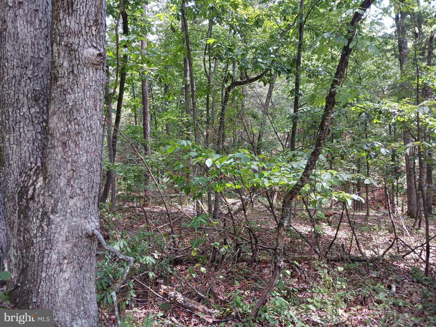 LOT 398 BASS WOOD LN, MOUNT JACKSON, Virginia 22842, ,Land,For sale,LOT 398 BASS WOOD LN,VASH2009324 MLS # VASH2009324