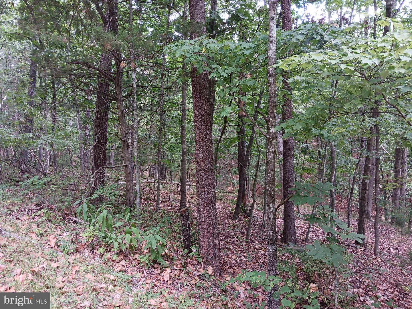 LOT 398 BASS WOOD LN, MOUNT JACKSON, Virginia 22842, ,Land,For sale,LOT 398 BASS WOOD LN,VASH2009324 MLS # VASH2009324