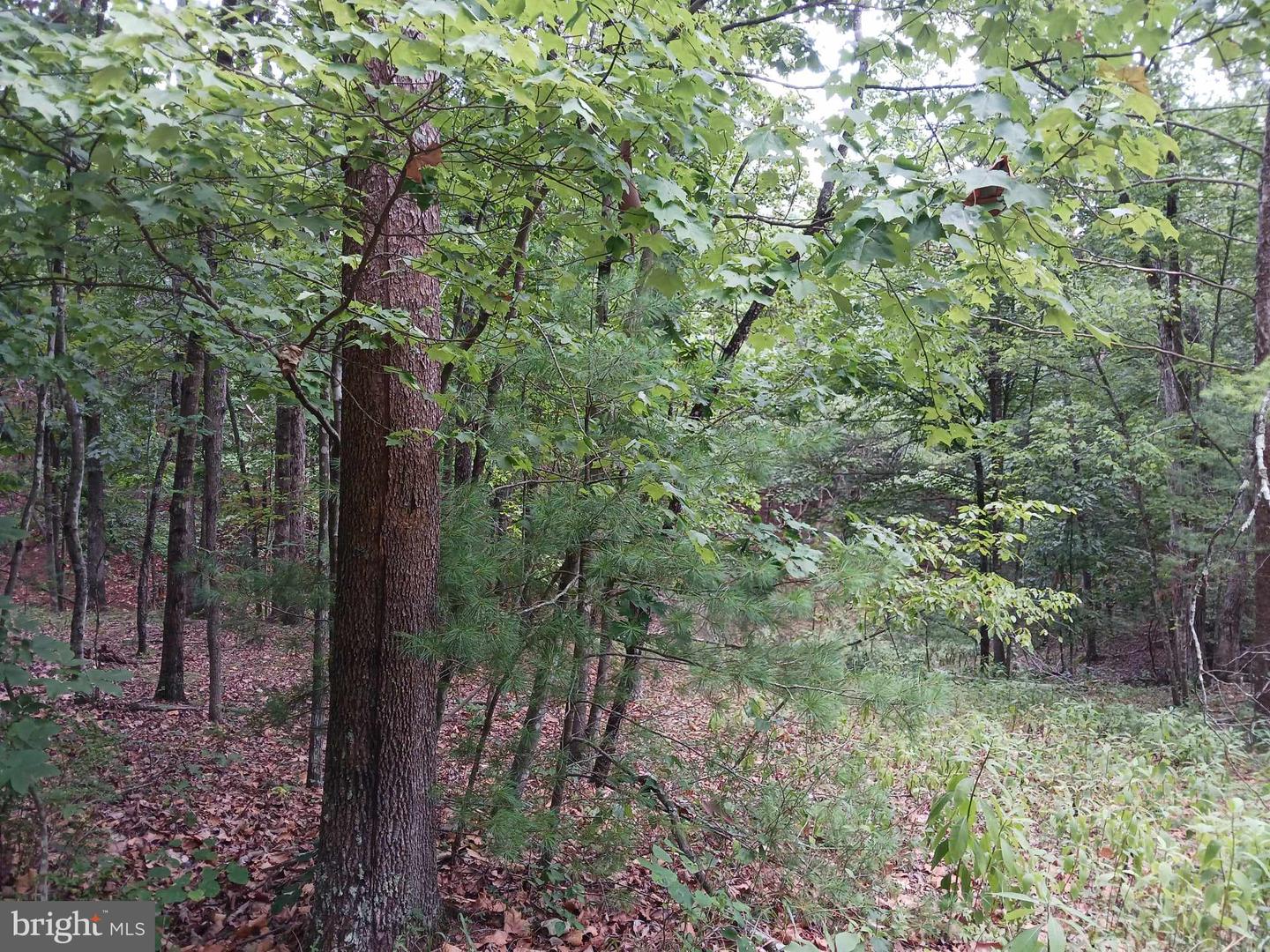 LOT 398 BASS WOOD LN, MOUNT JACKSON, Virginia 22842, ,Land,For sale,LOT 398 BASS WOOD LN,VASH2009324 MLS # VASH2009324