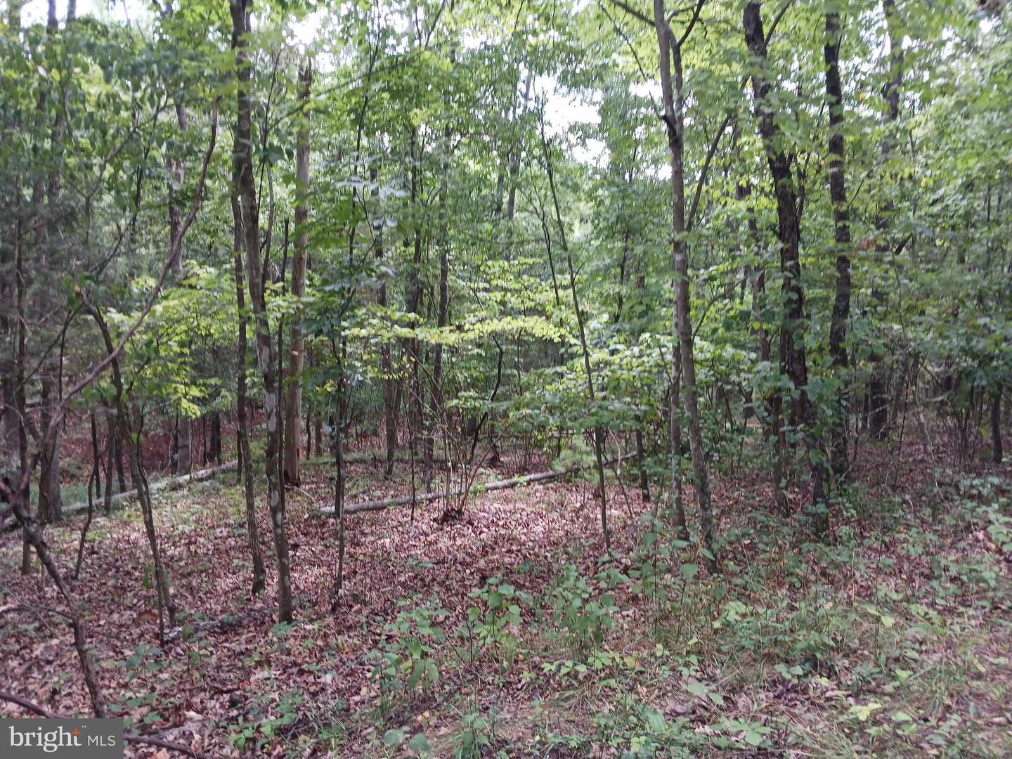 LOT 398 BASS WOOD LN, MOUNT JACKSON, Virginia 22842, ,Land,For sale,LOT 398 BASS WOOD LN,VASH2009324 MLS # VASH2009324