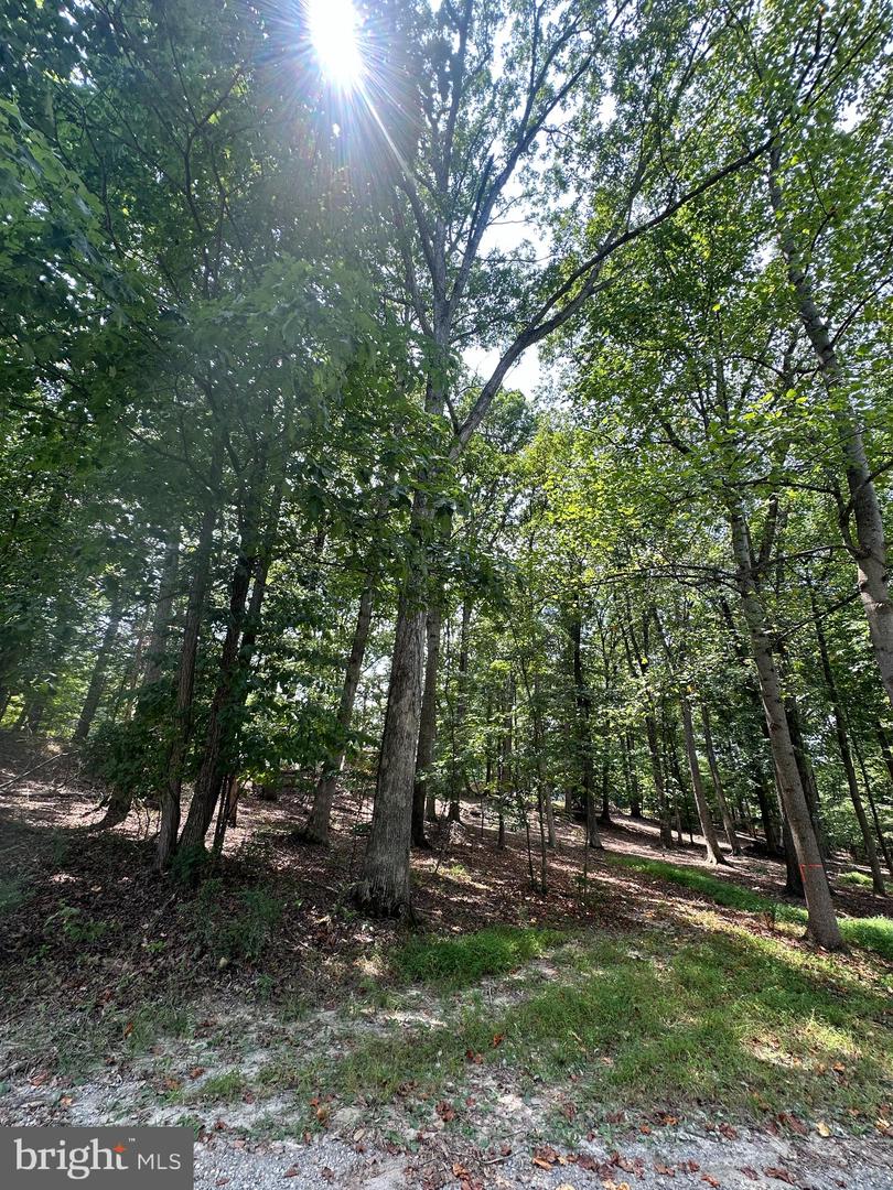 CEDAR LN, BLUEMONT, Virginia 20135, ,Land,For sale,CEDAR LN,VACL2002904 MLS # VACL2002904