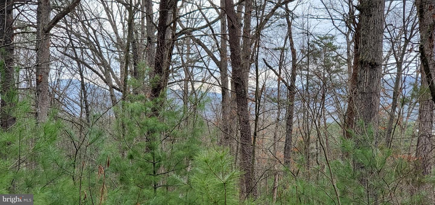 LOT 40 FORT VALLEY RD, FORT VALLEY, Virginia 22652, ,Land,For sale,LOT 40 FORT VALLEY RD,VASH2009334 MLS # VASH2009334