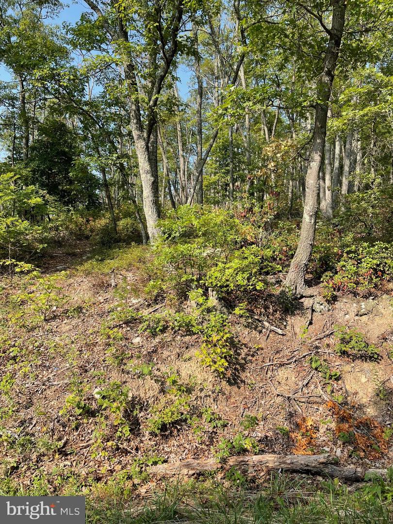 LOT 171 FIRE TOWER TRL, WINCHESTER, Virginia 22602, ,Land,For sale,LOT 171 FIRE TOWER TRL,VAFV2020856 MLS # VAFV2020856