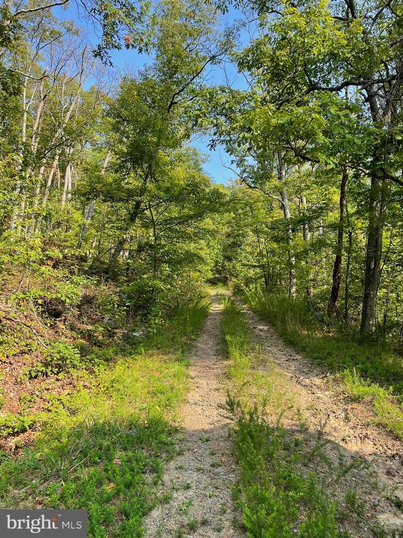 LOT 171 FIRE TOWER TRL, WINCHESTER, Virginia 22602, ,Land,For sale,LOT 171 FIRE TOWER TRL,VAFV2020856 MLS # VAFV2020856