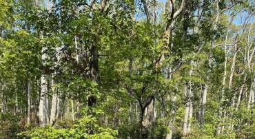 LOT 171 FIRE TOWER TRL, WINCHESTER, Virginia 22602, ,Land,For sale,LOT 171 FIRE TOWER TRL,VAFV2020856 MLS # VAFV2020856