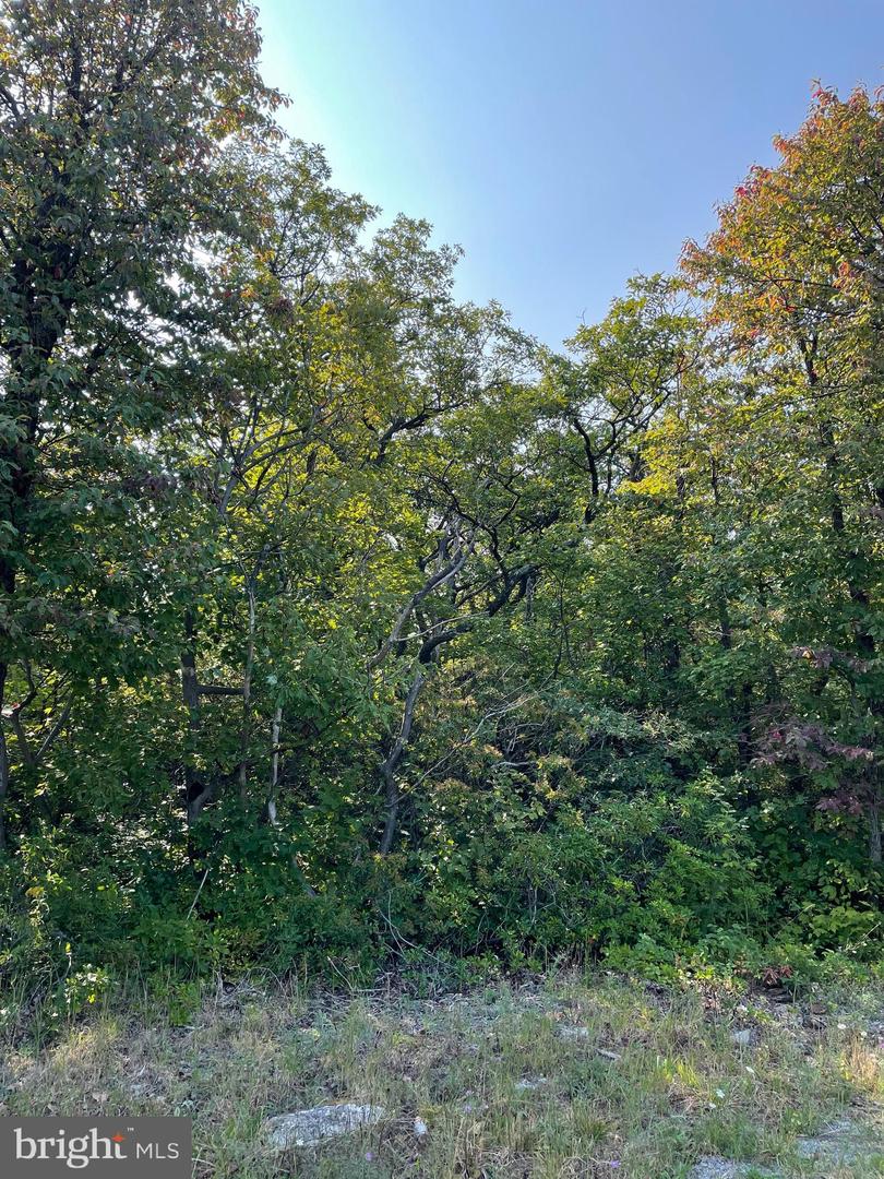 LOT 231 TIMBER RIDGE, WINCHESTER, Virginia 22602, ,Land,For sale,LOT 231 TIMBER RIDGE,VAFV2020870 MLS # VAFV2020870